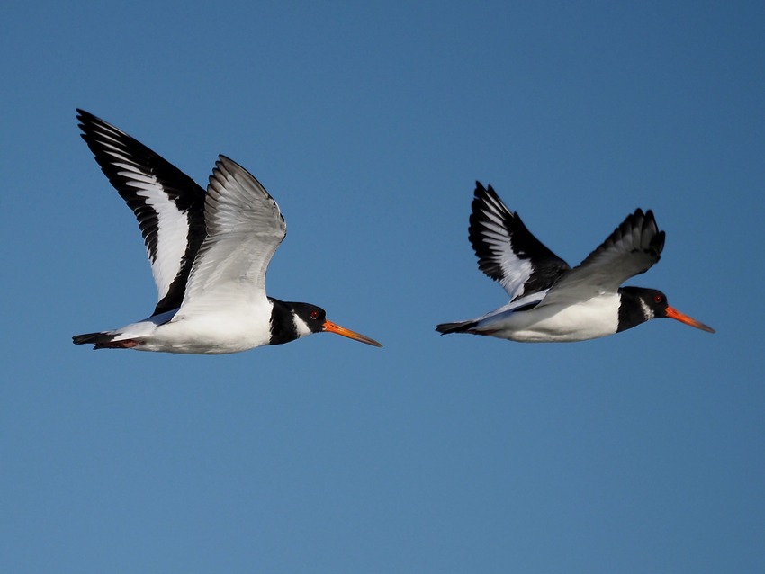 Beccaccia di mare (Haematopus ostralegus)